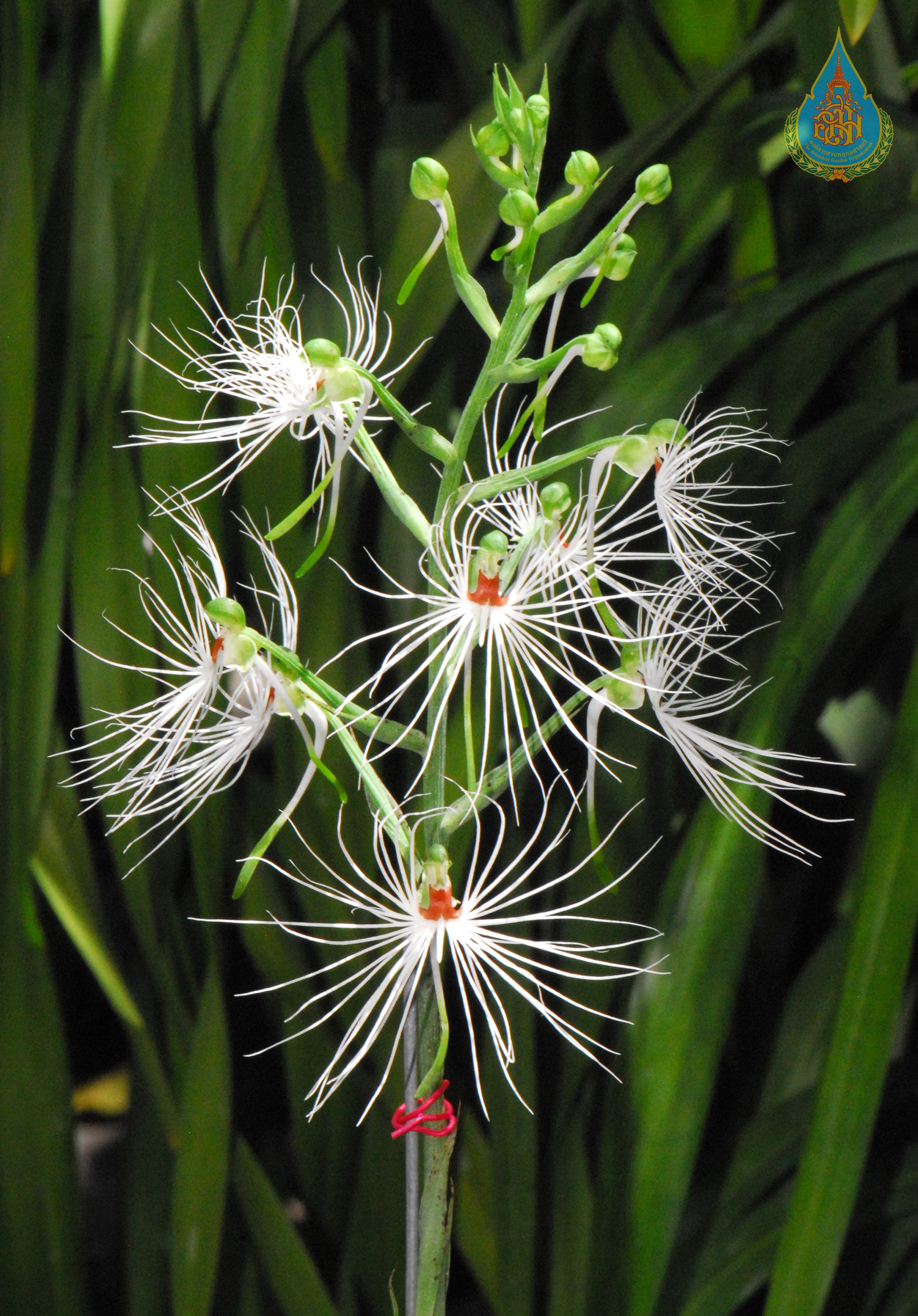 นางอั้วดอกไม้ไฟ Habenaria myriotricha Gagnep.<br/>ORCHIDACEAE